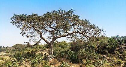 Tree in Ethiopia